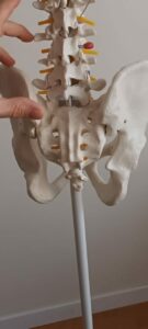 1000015894 edited Coccyx et douleur coccyx en ostéopathie 3 arthur meunier ostéopathe melun coccyx douleur