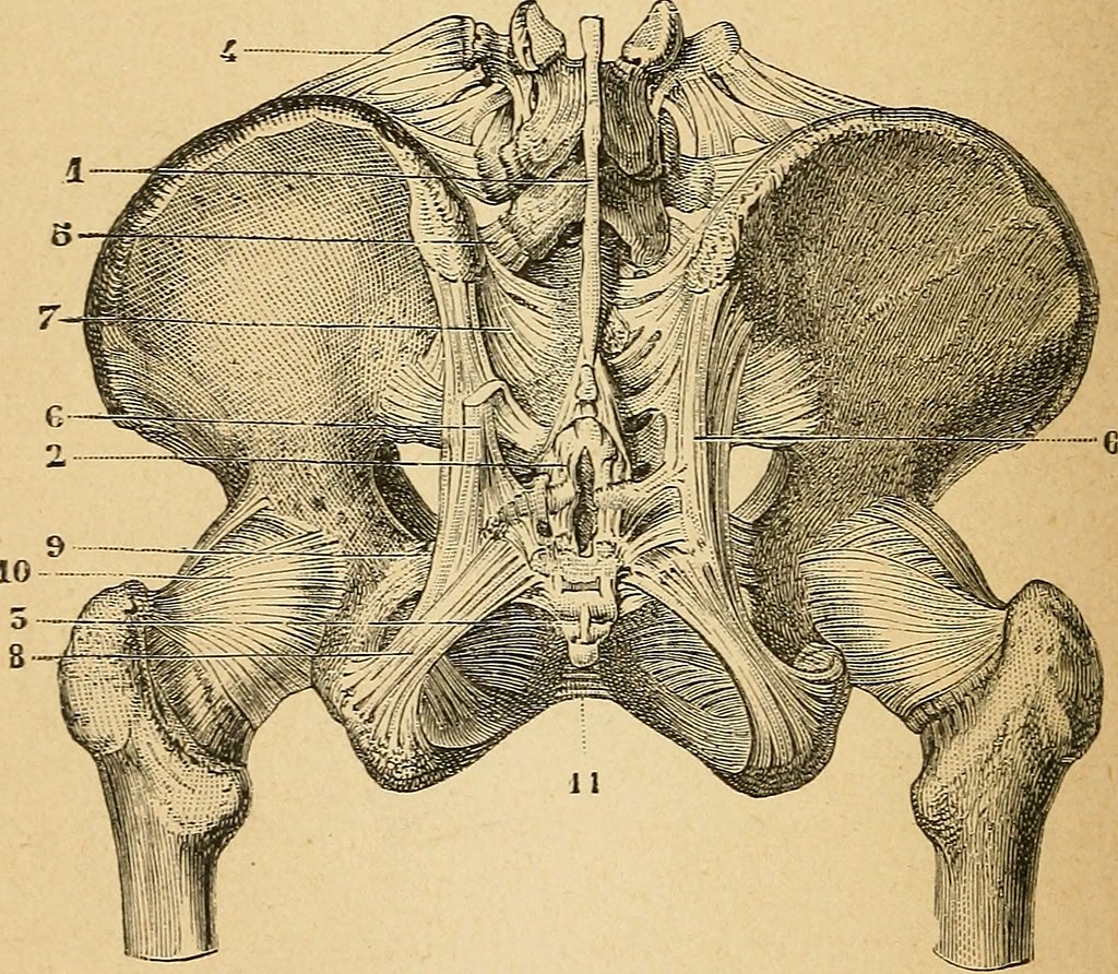 coccyx ostéopathie douceur melun