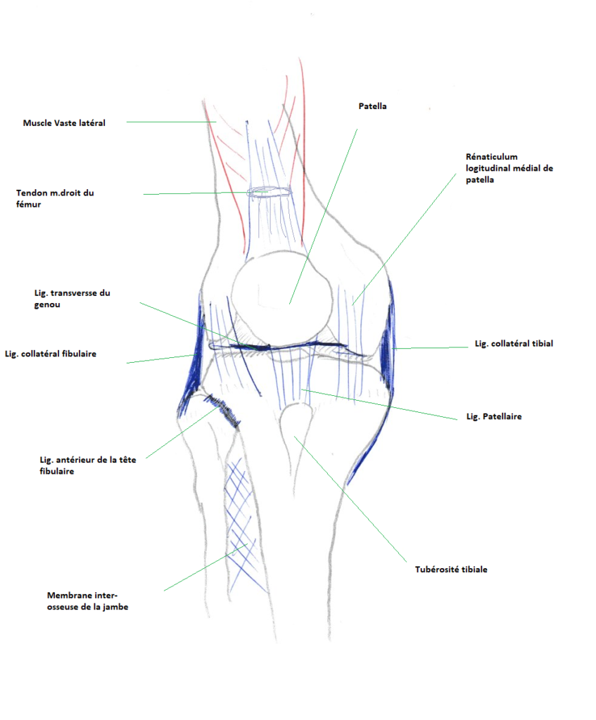 blog prothese de genou1 Les prothèses de genou et l'ostéopathie 2