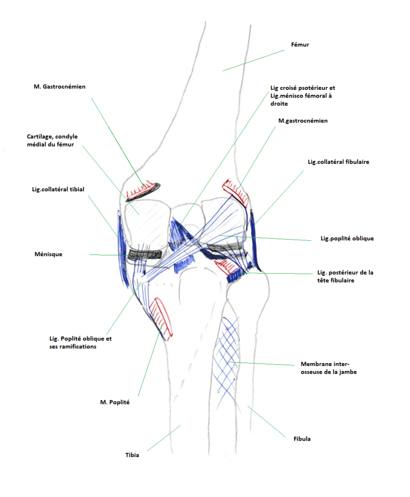 blog prothese de genou2 Les prothèses de genou et l'ostéopathie 4
