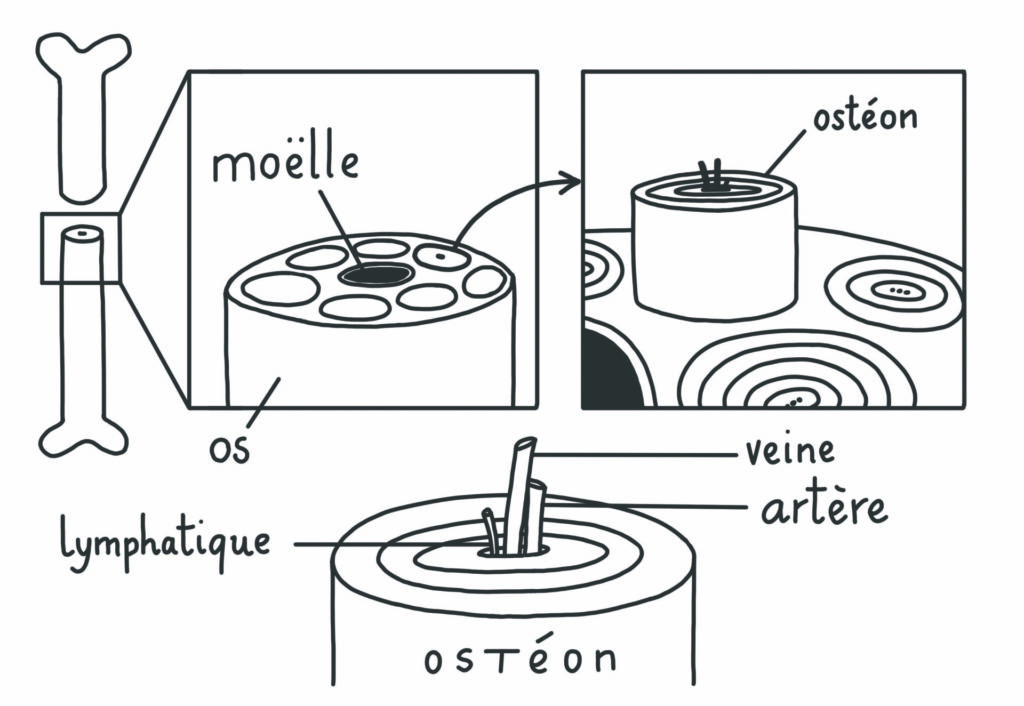 image2large Les troubles fonctionnels 5